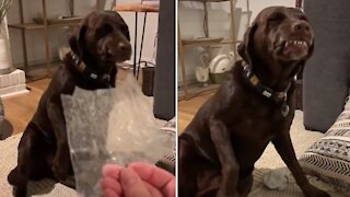 Guilty Dog Gets Into The Chocolates, Smiles When Confronted With Evidence
