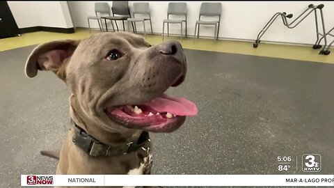 Nebraska Humane Society holds campaign focusing on adopting Bully Breeds