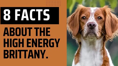8 Things To Know About the High Energy Brittany.
