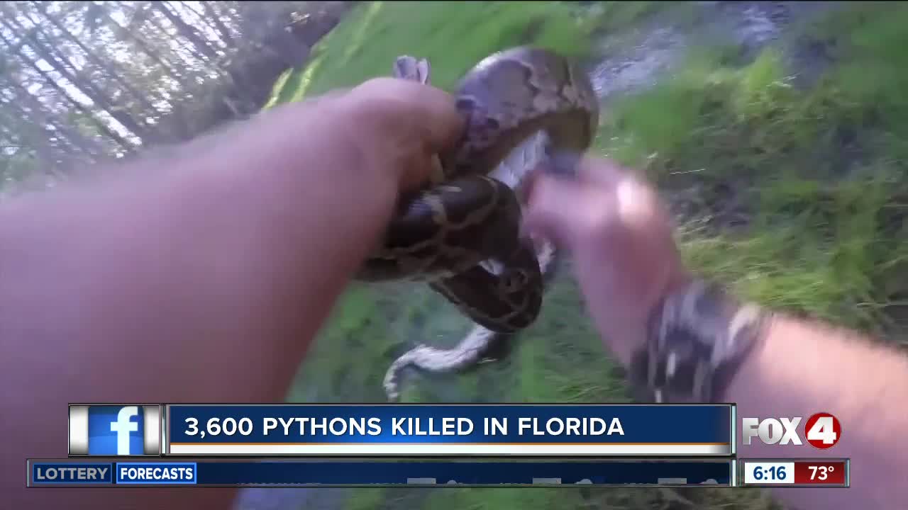 3,600 invasive pythons killed in Florida