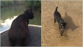 Cat loves riding on boats and swimming!