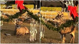 Un cervo camuffato tra le decorazioni di Natale