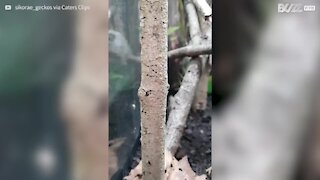 Ces geckos ont un incroyable don de camouflage