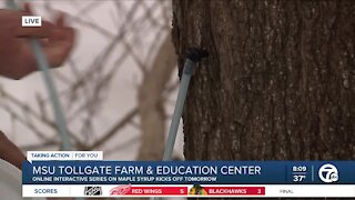 Making Maple Syrup from Sap