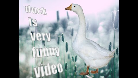 Ducks is very funny video || amazing video || beautiful birds ||birds (2021)