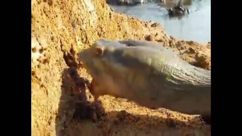 Unique Hunting Style - Hungry Turtle's Eating Crabs from Dry Crab Hole