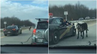 Police chases runaway cow on a highway