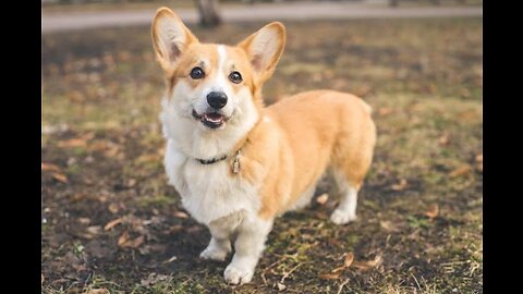 Corgi Are The Best - CUTEST