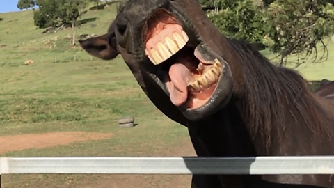 Slow Motion Captures Horse's Ridiculous Facial Expressions