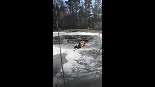 Walton Hills and Oakwood fire rescue dog from icy pond