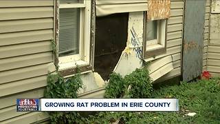 Growing rat problem in Erie County