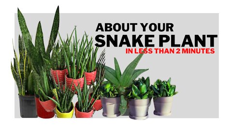 All About the Snake Plant in less than 2 minutes