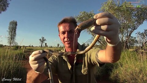 Venomous Brown Snake Killed by a Mouse! How?! #venomous #snakes #top10 #australia #herping