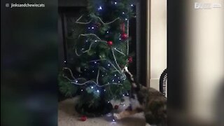 Un chat sans pitié avec un sapin de Noël