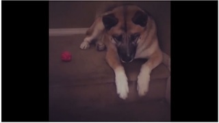 Selfish dog refuses to share ball with puppy