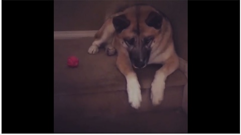 Selfish dog refuses to share ball with puppy