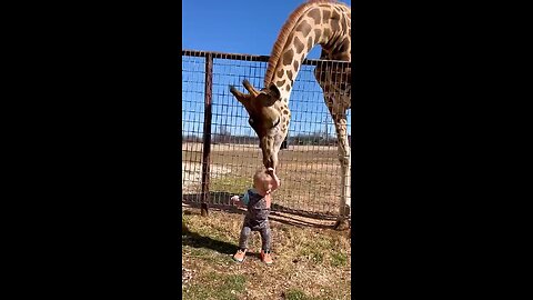 cut girafe Gives Baby smooches