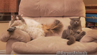 Hilarious Cats Throw Epic House Party