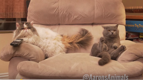 Hilarious Cats Throw Epic House Party