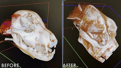 Puppy with Skull Fracture One Year Later - CT Scan & Update