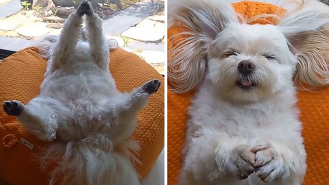 Sleepy Pup Naps In Hilariously Awkward Position