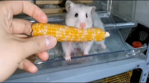 Hamster Lily’s friend Doudou also likes to eat corn