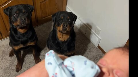 This Is Why you NEVER Let Hungry Rottweilers Around Babies!