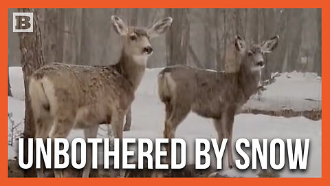 You Talkin' to Me? Deer Stare Down Cameraman While Completely Unbothered by Snowstorm