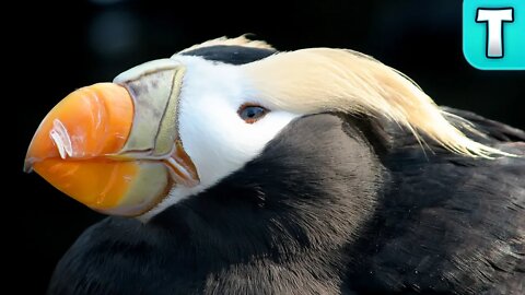 How do 5 Million Puffin Survive in the Middle of the Atlantic?