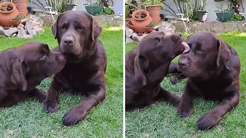 Chocolate Labrador can't stop kissing best friend