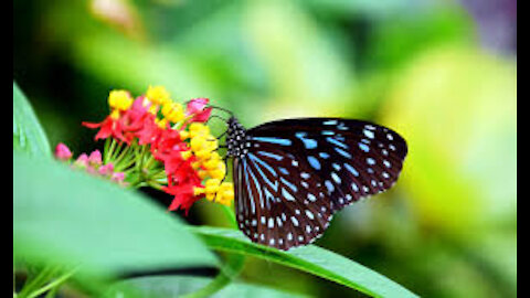 Butterfly Botany Flower Nature Summer Insect