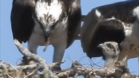 Impatient Baby Osprey Begs Dad for Food