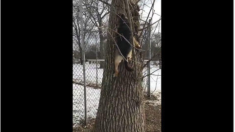 Determined German Shepherd Climbs Tree Chasing Squirrel