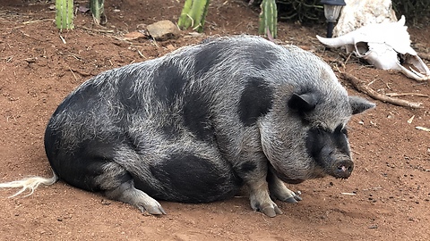 Broody Hen Chases Down Pig For Stealing Its Food