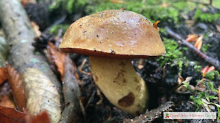 Foraging Wild Mushrooms in Drought Conditions