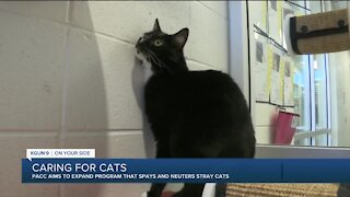 Pima Animal Care Center aims to expand program that spays and neuters stray cats