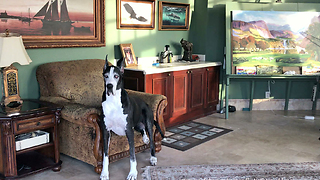 Happy Brother and Sister Great Danes Love Relaxing Together