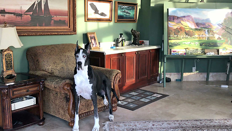 Happy Brother and Sister Great Danes Love Relaxing Together