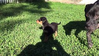 Adorable Bouncing Rescue Puppies Run In Excitement