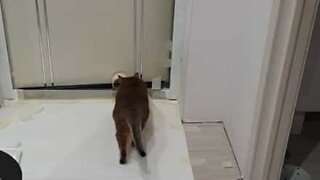 Curious cat ends up in sticky situation