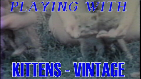 PLAYING WITH KITTENS VINTAGE VIDEO