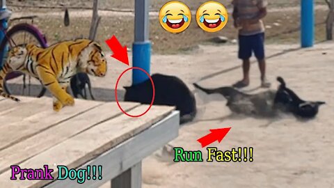 Wow!!! Fake Tiger Prank Dog So Funny Try To Stop Laugh Challenge Pranks