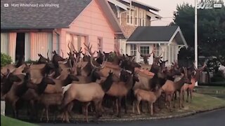 Un troupeau d'orignaux envahit une ville d'Oregon