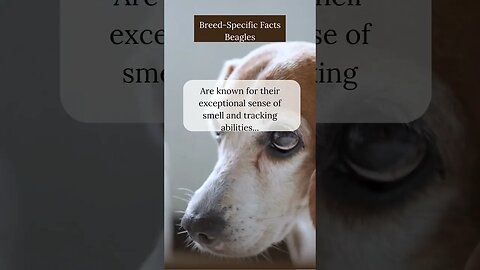 Fascinating Facts about Beagles