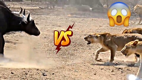 Lion VS Buffalo| Lion VS wild | Lion Hunting large prey| video #4