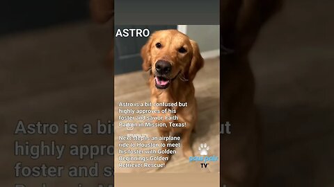 Paw Pals TV: Astro has been rescued by Golden Beginnings Golden Retriever Rescue and now in Houston.