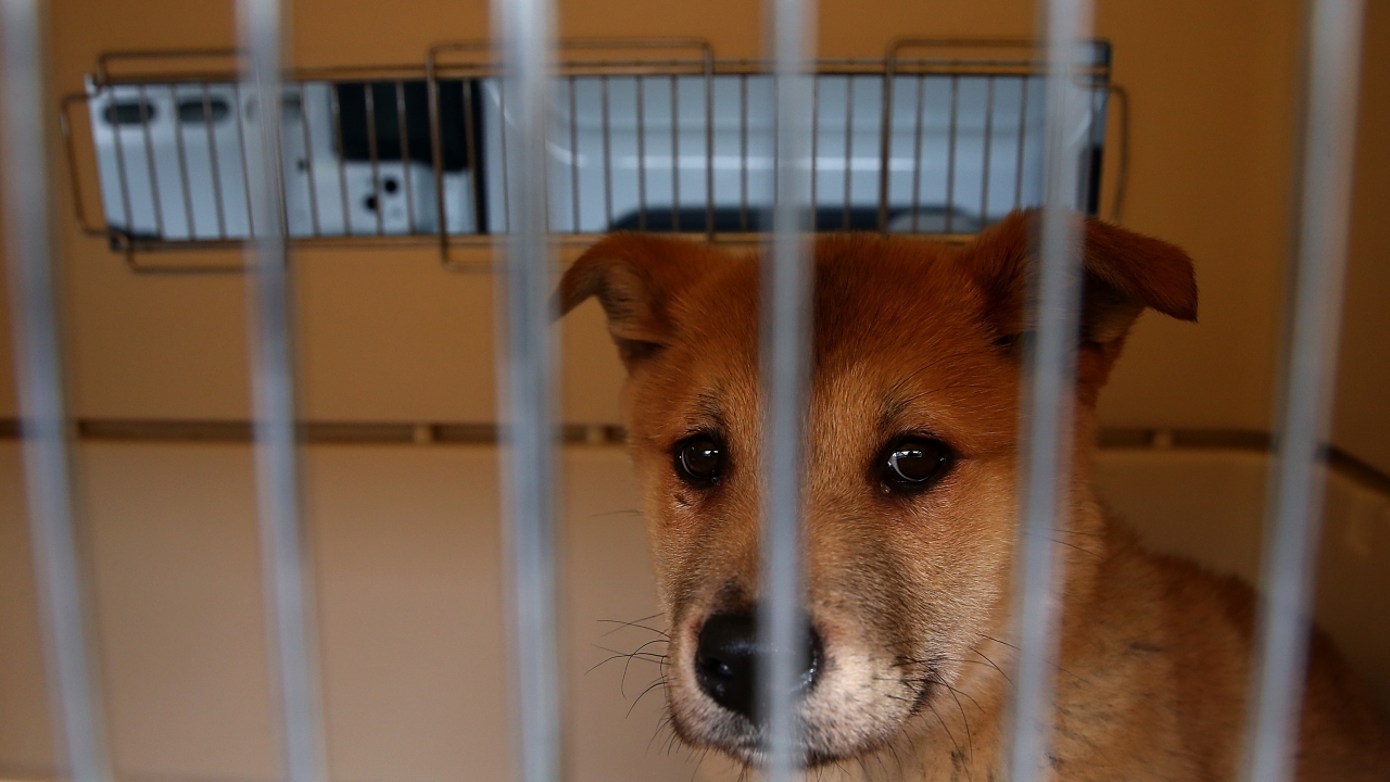 Senate Passes Bill That Would Make Animal Cruelty A Federal Felony