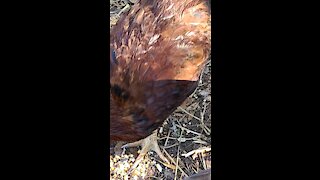 Young chickens scratching