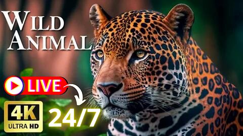 🌿🔴 Amazonia Full Documentary [LIVE 24/7] #Nature #Wildlife #ASMR