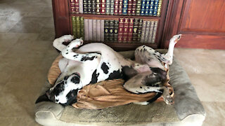 Smiling Harlequin Great Dane Loves To Lie Upside Down